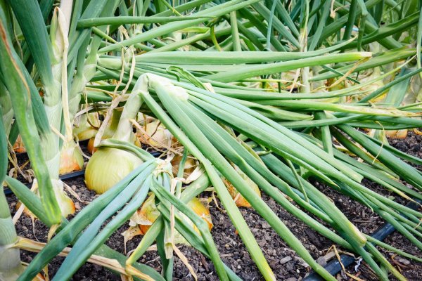 Кракен ссылка onion