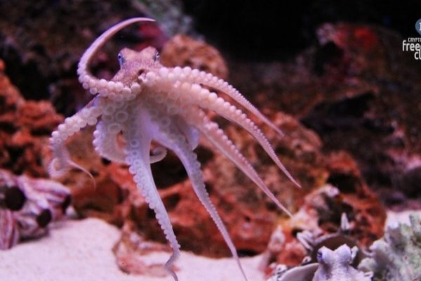 Kraken dark